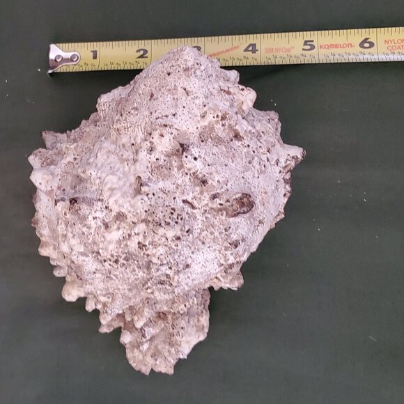 Extra Large Sandy Sea Shell with Wide Mouthed Spikey Conch - Picture 12 of 12